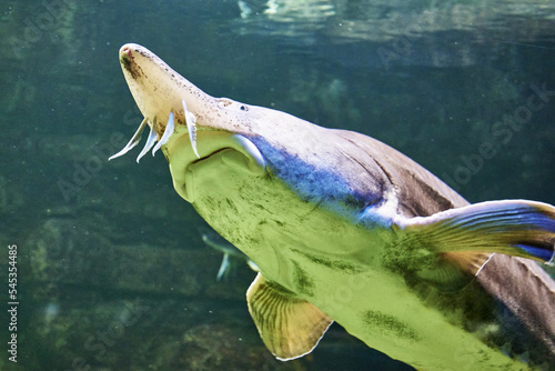 Beluga Huso huso is a fish of the sturgeon family swimming in clear water photo