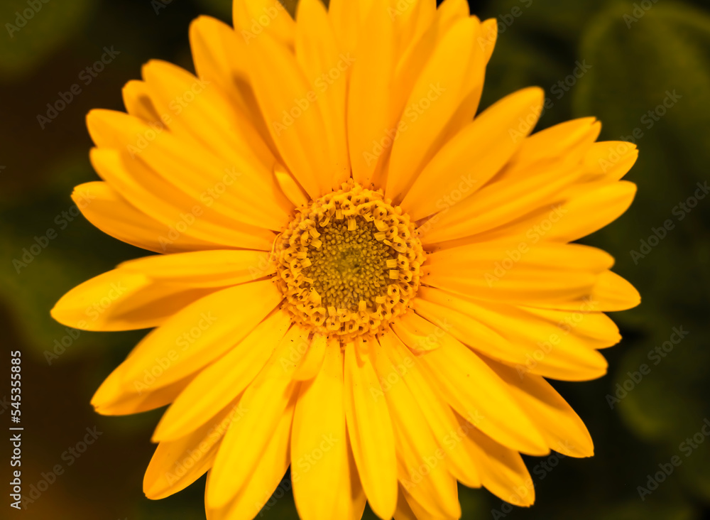 Golden yellow Barberton daisy , Frontal view . C;lose up Golden yellow Barberton daisy , Frontal view . C;lose up