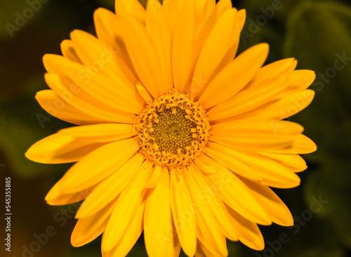 Golden yellow Barberton daisy   Frontal view . C lose up