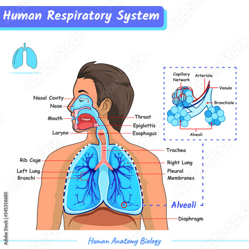 Human respiratory system