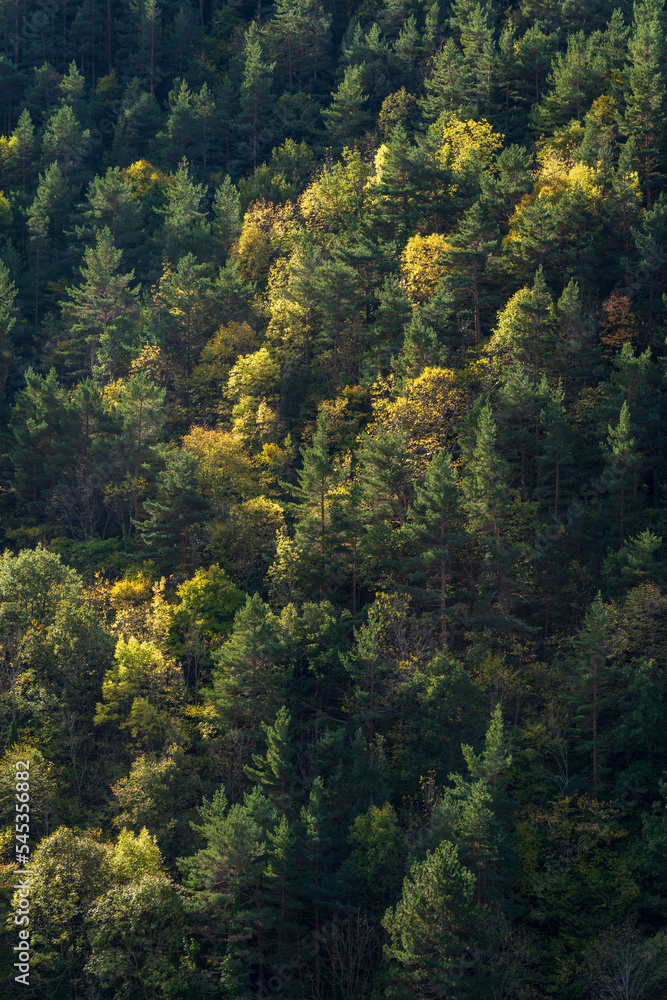 Scenic vertical forest landscape of mountain slope in autumn in lower Pyrenees, Gincla, Aude, France
