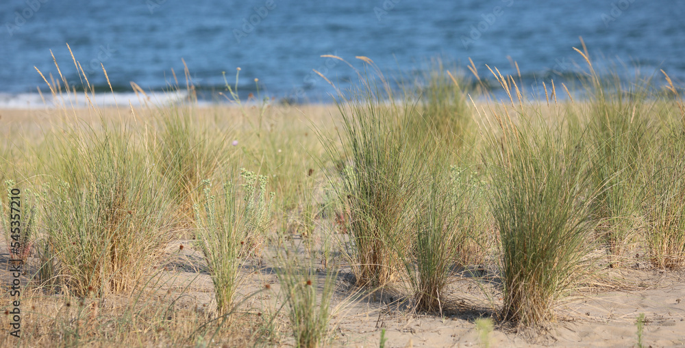 grass bushes growing on the beach sand by the turquoise sea grass bushes growing on the beach sand by the turquoise sea