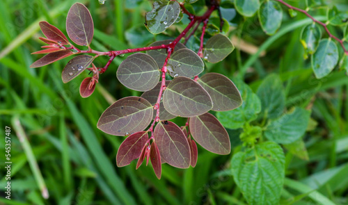 The red-leaved Breynia Disticha tree grows wild on the slopes of Mount Merapi photo