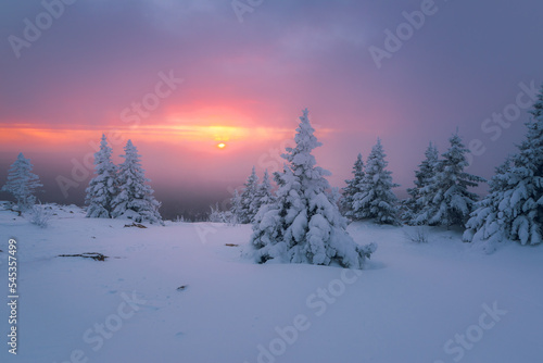 Rising sun in the cloudy sky over snow-covered fir trees on a mountaintop on a winter morning. Zuratkul National Park.