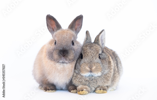 Group of brown cute baby rabbits sitting isolated on white background. Lovely young brown rabbits sitting.