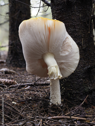 Fliegenpilz (Amanita muscaria)