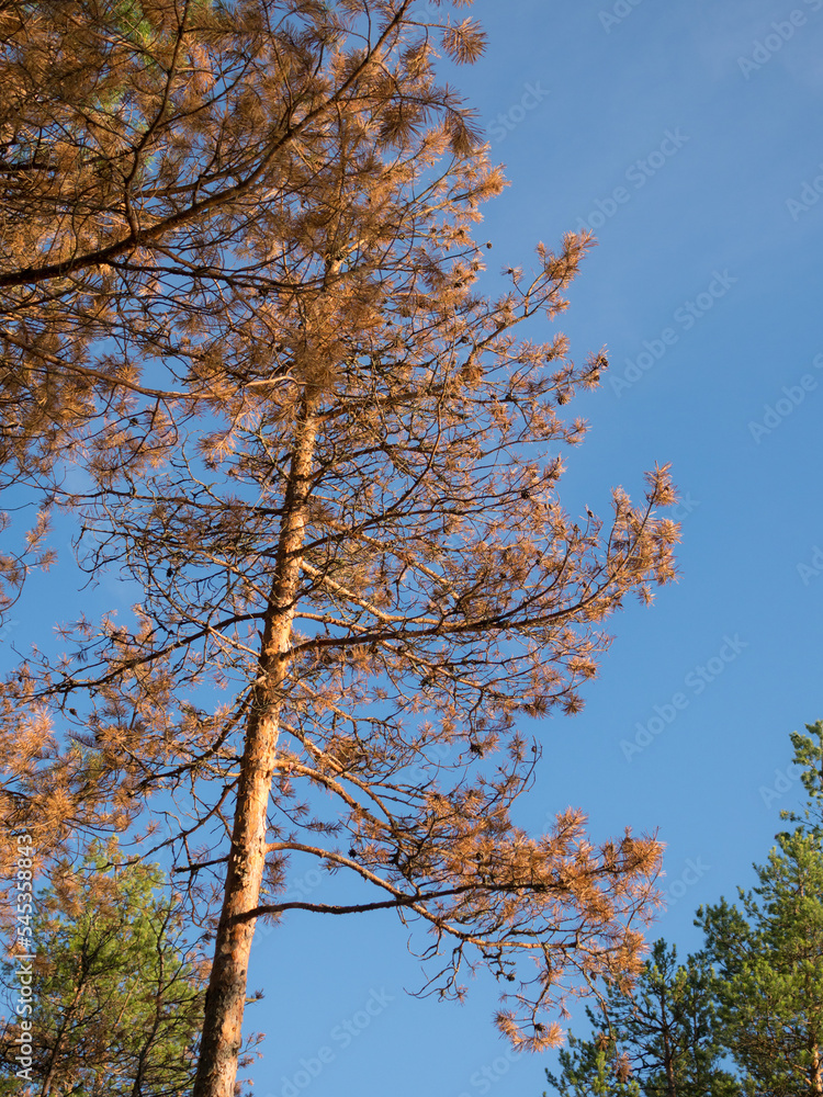 Obraz premium dry pine trees against the sky