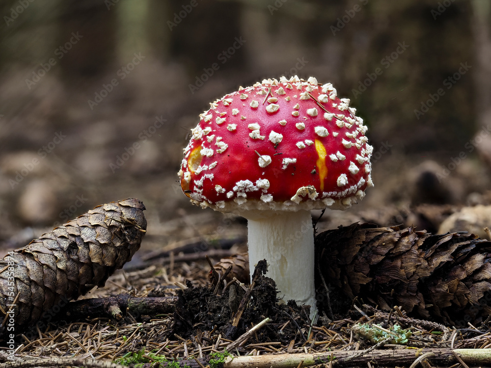 Fototapeta premium Fliegenpilz (Amanita muscaria)