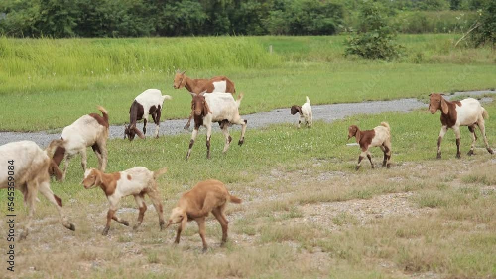 Many goats were grazing in the fields. Many goats were grazing in the fields.