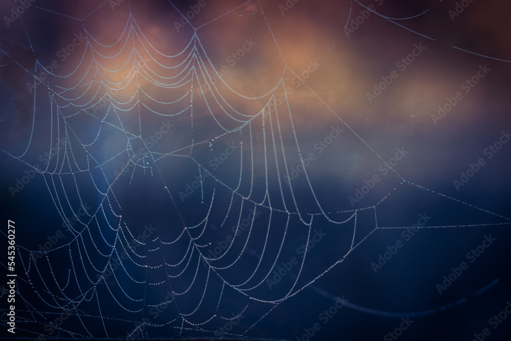 spider web with dew drops