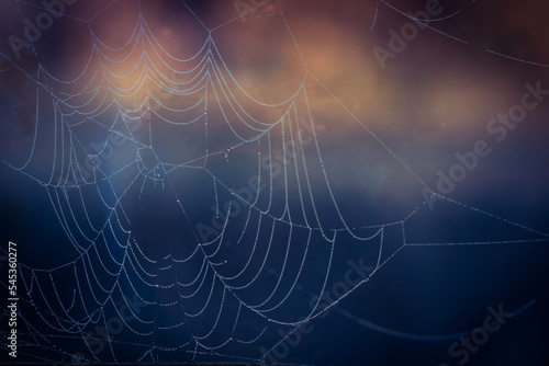 Fotografiet spider web with dew drops