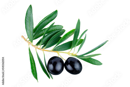 Olive branch with two delicious black olives, isolated on white background. Clipping path. Full depth of field. Focus stacking