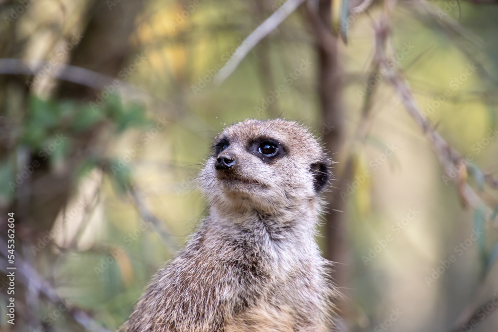 Fototapeta premium Erdmännchen