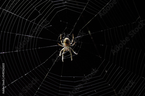 Spider in the center of the web on a black background