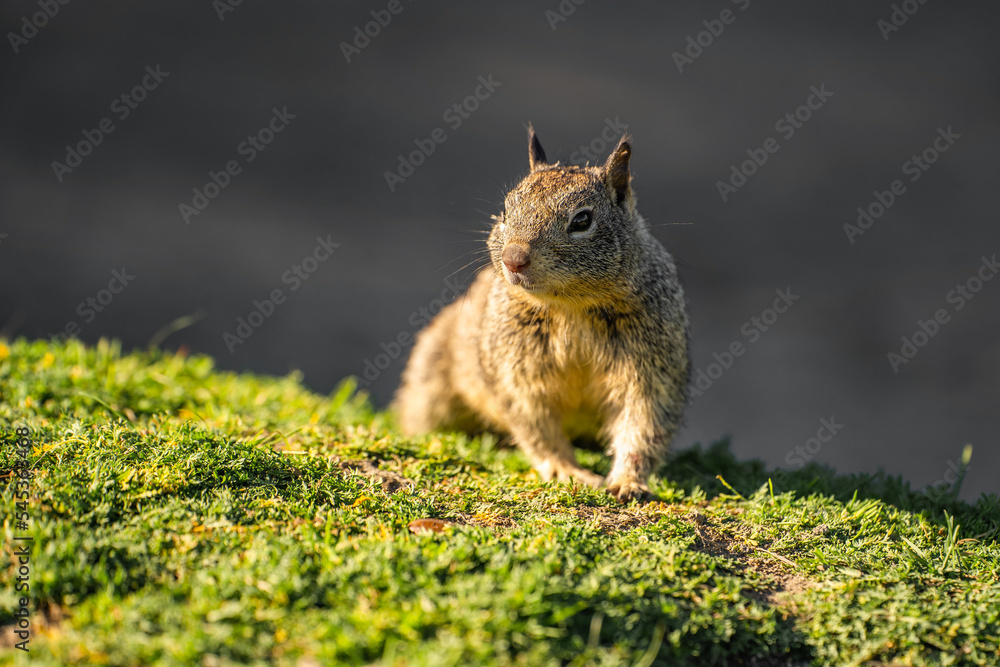 Naklejka premium California ground squirrel (Spermophilus beecheyi) in its natural habitat.