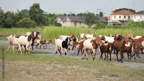Wallpaper Mural Many goats were grazing in the fields. Torontodigital.ca