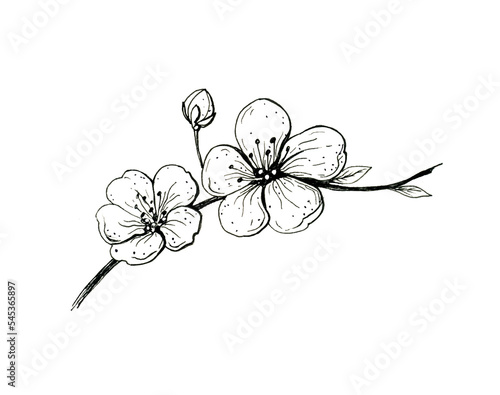 Blooming cherry branch. Sakura spring flowers  isolated hand drawn sketch on white background.