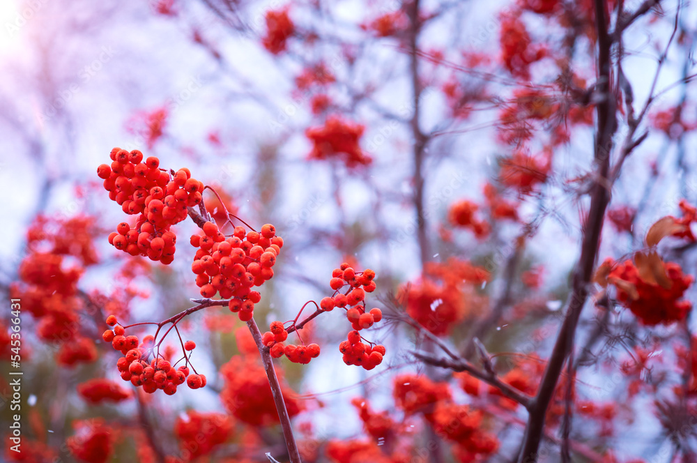 Rowan bushes during the beginning of a snowfall. Lots of berries. Abstract natural background. Selective focus. Rowan bushes during the beginning of a snowfall. Lots of berries. Abstract natural background. Selective focus.