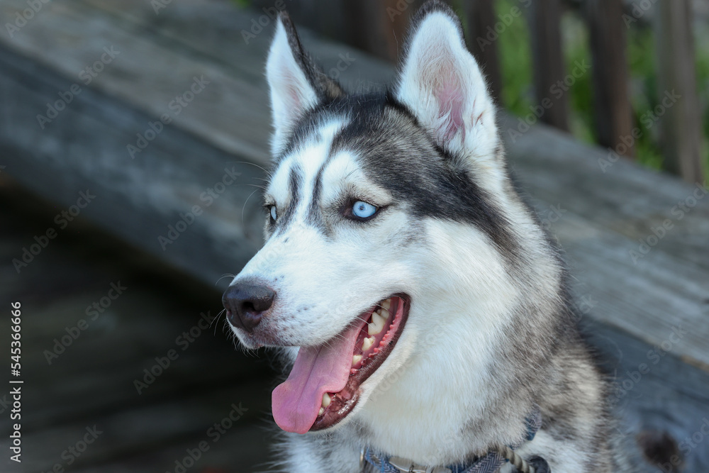 Happy Siberian Husky after a long walk down to the lake. Looking over the dock into the water, wishing he could just into the lake to cool down.