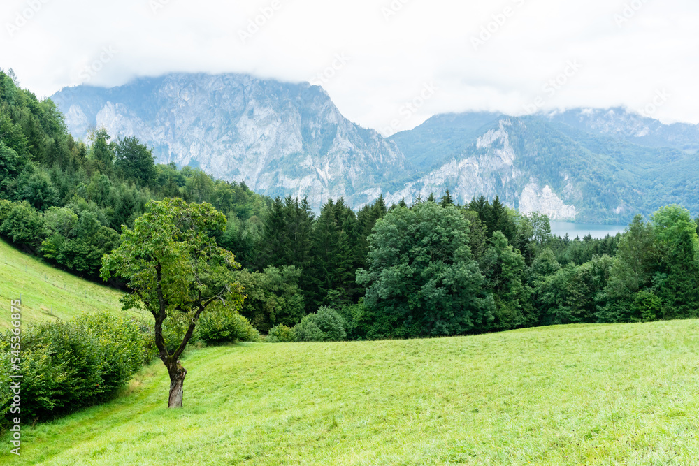 Forest landscape at the Traunsee, Austria