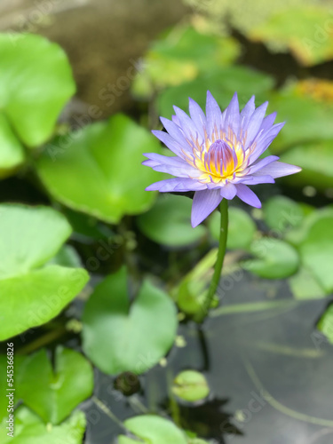 Beautiful light purple lotus, water lily plant with yellow in the middle