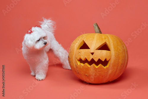 charming little Maltese lapdog with Jack's lamps. the concept of a festive Halloween photo shoot in the studio on a pink background