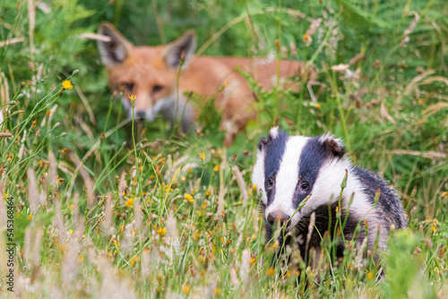 badger and fox photo