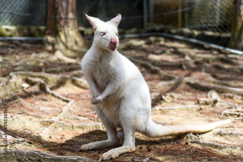 the white wallaby australian kangaroo standing alone the white wallaby australian kangaroo standing alone