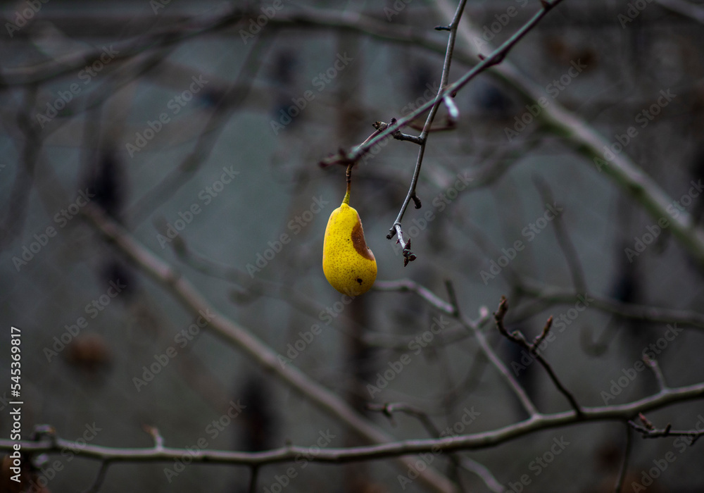 Chinese pear in winter. Winter landscape. Fruit. Natural background. Chinese pear in winter. Winter landscape. Fruit. Natural background.