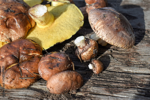 Oiler mushroom lies on a wooden table in a pile of freshly picked Suillus luteus mushrooms in the sunlight close-up