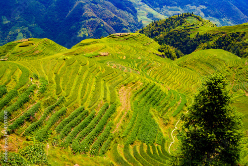 Green rice terraces on Asian mountains in landscape