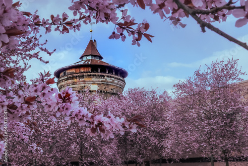 Cherry Blossoms in medieval town photo