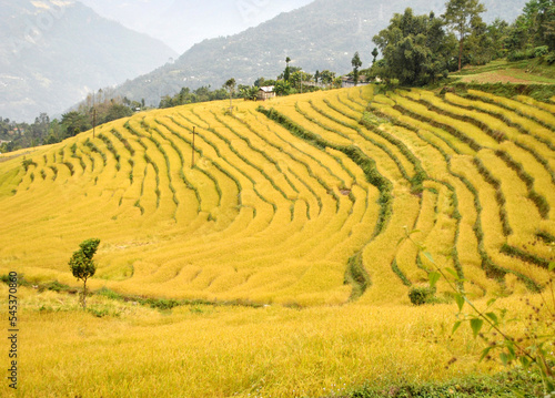 A panoramic view of the ripped paddy field at Tarku village in Sikkim that will be harvest in winter. Sikkim doesn   t produce adequate rice for people  so have to depend on government food supplies.