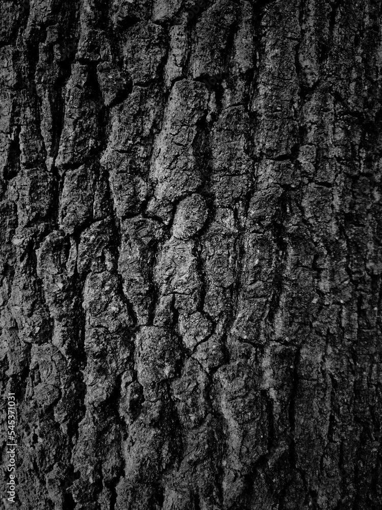 Colorless photo of a tree trunk with added effects Colorless photo of a tree trunk with added effects
