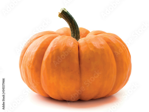 Zucca