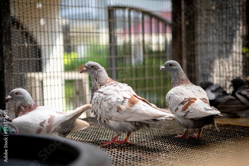 mealy color homing pigeon bathing  in home loft photo