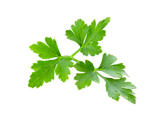 Fresh parsley herb isolated on transparent png