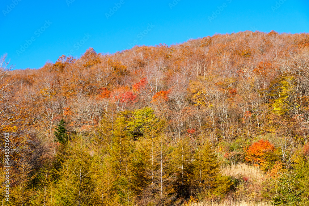 Fototapeta premium 夕暮れの紅葉