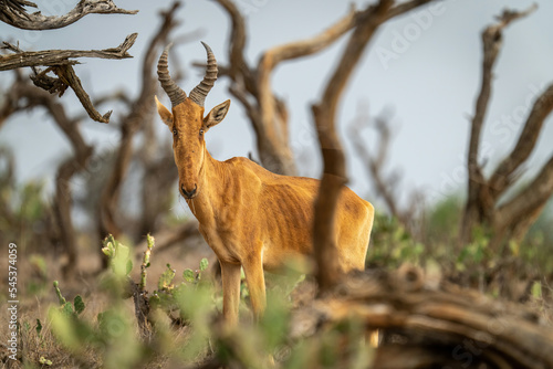Lelwel hartebeest stands watching camera through bushes photo