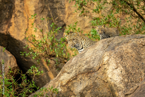 Leopard and cub look down from rock