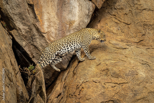 Leopard climbs out of cave lifting paw