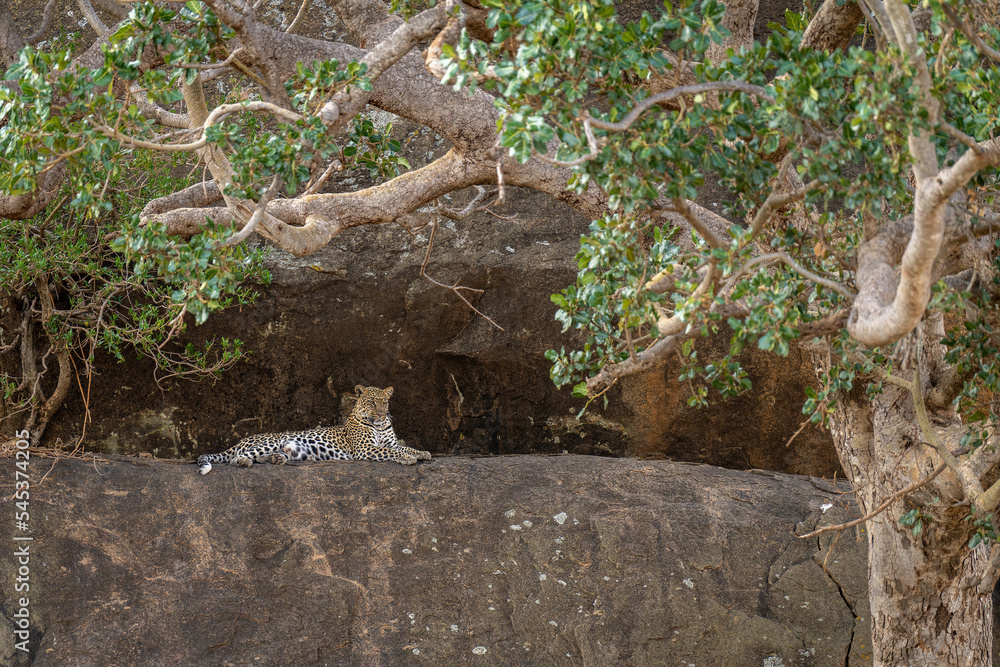 Leopard lies on ledge framed by branches Leopard lies on ledge framed by branches