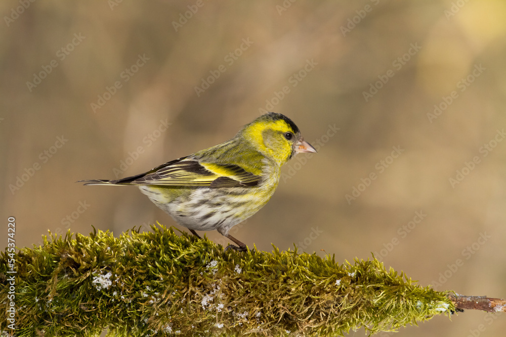 Bird Siskin Carduelis spinus male, small yellow bird, winter time in Poland Europe Bird Siskin Carduelis spinus male, small yellow bird, winter time in Poland Europe
