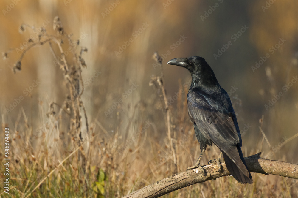Obraz premium flying Bird beautiful raven Corvus corax North Poland Europe