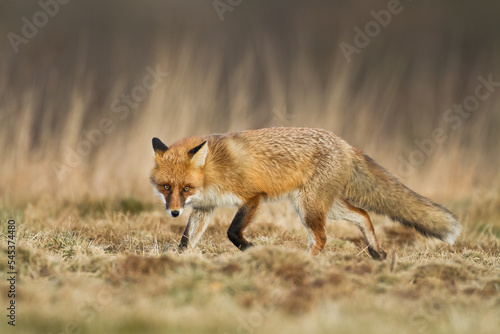 Fox Vulpes vulpes in autumn scenery  Poland Europe  animal walking among autumn meadow 
