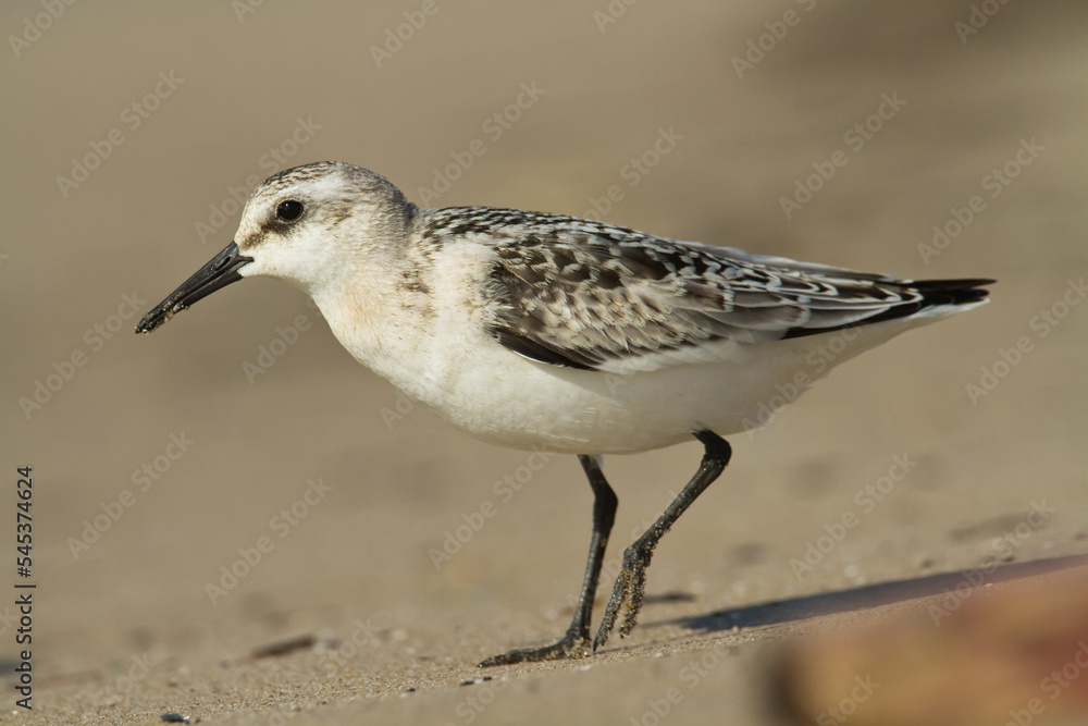 bird - Sanderling Calidris alba adult migratory bird, shorebird bird - Sanderling Calidris alba adult migratory bird, shorebird