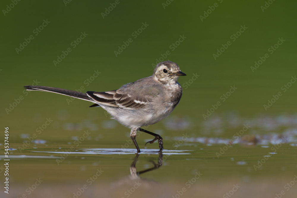 Bird white wagtail Motacilla alba small bird with long tail on light brown background, Poland Europe Bird white wagtail Motacilla alba small bird with long tail on light brown background, Poland Europe