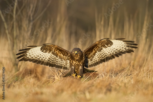 landing Common buzzard Buteo buteo in the fields in winter snow, buzzards in natural habitat, hawk bird on the ground, predatory bird close up winter bird