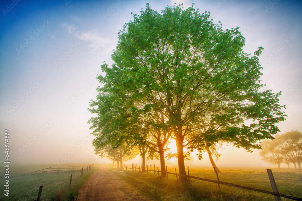 Fototapeta premium Landscape sunset in Narew river valley, Poland Europe, foggy misty meadows with willow trees, spring time