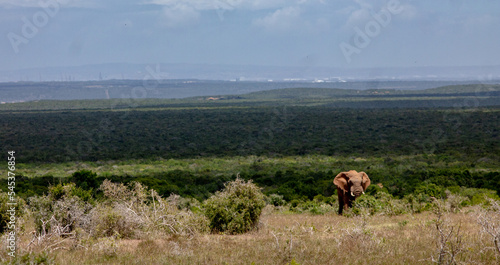 Elefant aus dem Addo Elefantenpark © B